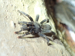 Brachionopus