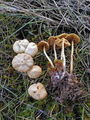 Tubaria dispersa