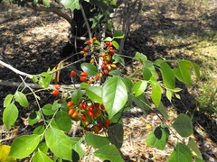 Micromelum minutum