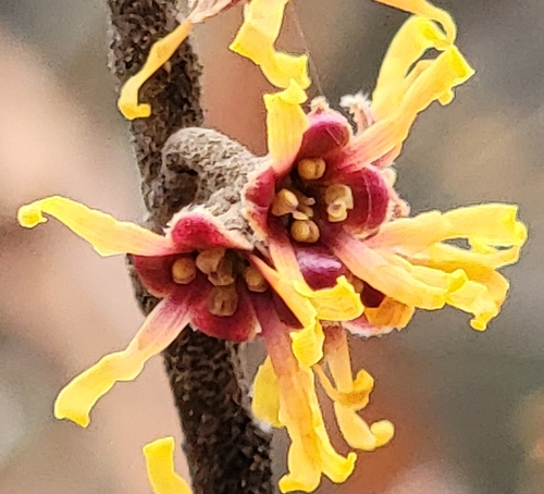 Chinese witch hazel