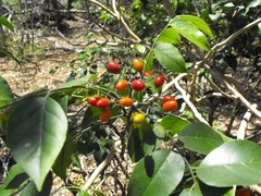 Micromelum minutum