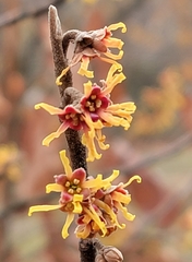 Hamamelis mollis