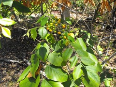 Micromelum minutum