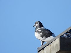 Columba livia domestica