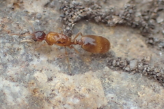 Solenopsis molesta