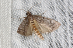 Cryptoblabes euraphella