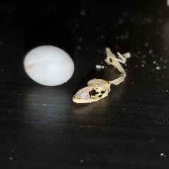 Hemidactylus turcicus