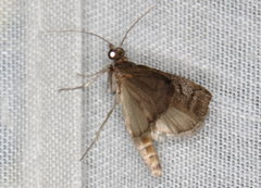 Cryptoblabes euraphella