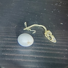 Hemidactylus turcicus