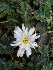 Hypochaeris sessiliflora