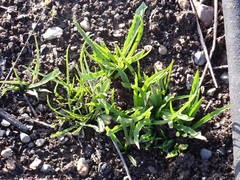 Microseris laciniata