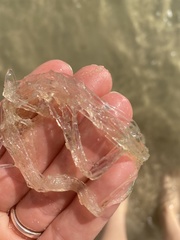 Amathia verticillata