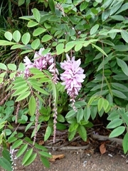 Indigofera decora