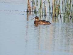Heteronetta atricapilla