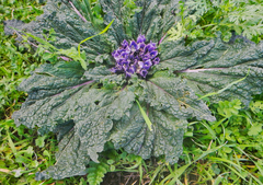 Mandragora autumnalis