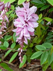 Indigofera decora