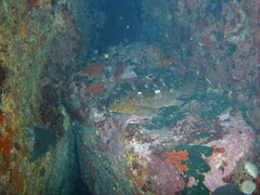 Palmophyllum umbracola