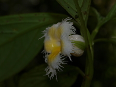 Drymonia lanceolata