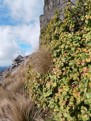 Berberis alpina