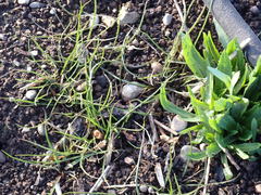 Microseris laciniata