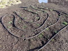 Microseris laciniata