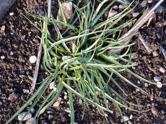 Microseris laciniata