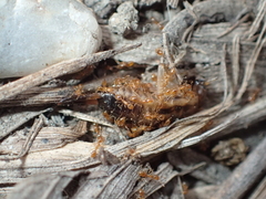 Solenopsis molesta