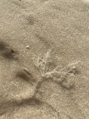 Amathia verticillata