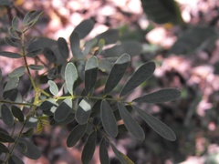 Senna gaudichaudii