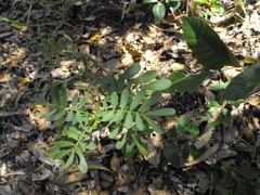 Senna gaudichaudii
