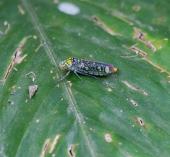 Aulacizes conspersa