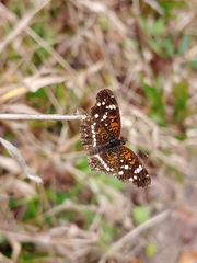 Anthanassa texana seminole