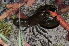 Cherax depressus