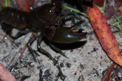 Cherax depressus