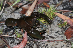 Cherax depressus