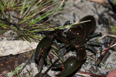 Cherax depressus
