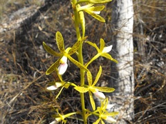 Dipodium hamiltonianum