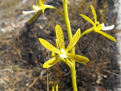 Dipodium hamiltonianum