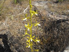 Dipodium hamiltonianum