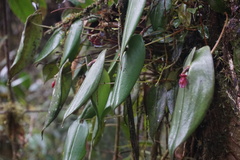 Pleurothallis giraldoi