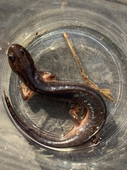 Pseudotriton montanus montanus