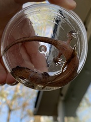 Pseudotriton montanus montanus