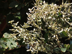 Congea tomentosa