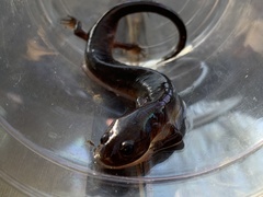 Pseudotriton montanus montanus