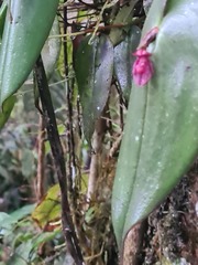 Pleurothallis giraldoi