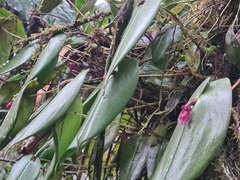 Pleurothallis giraldoi