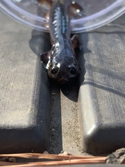 Pseudotriton montanus montanus