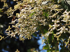 Congea tomentosa