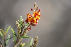 Gastrolobium musaceum