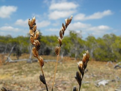 Limonium solanderi